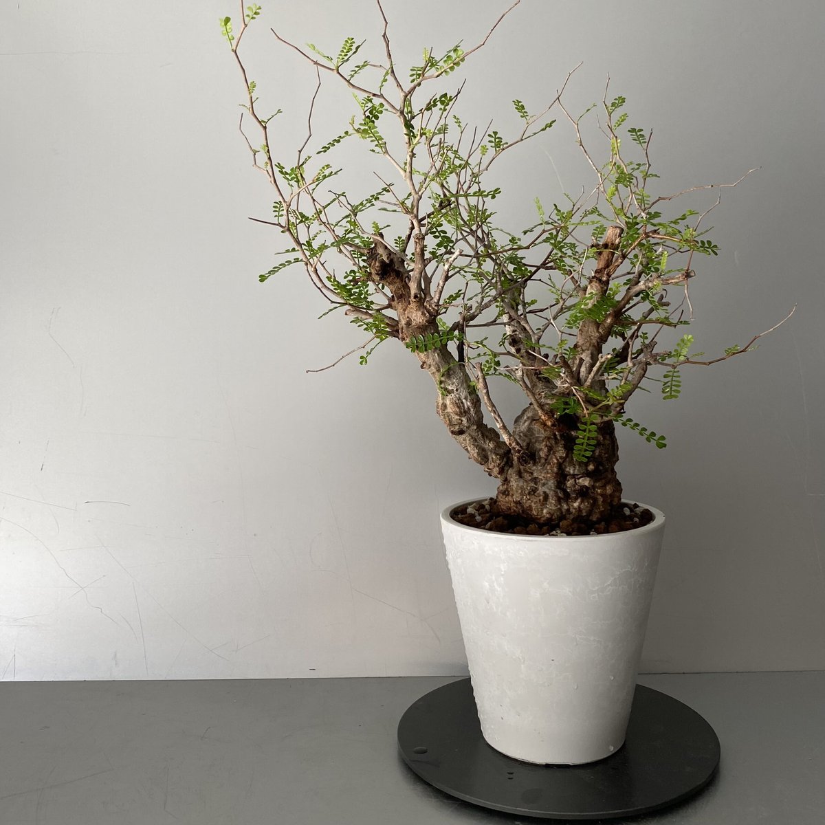 大眼　オペルクリカリア　パキプス　ベビー　　yeitao isla del pescado - Operculicarya pachypus-オペルクリカリア