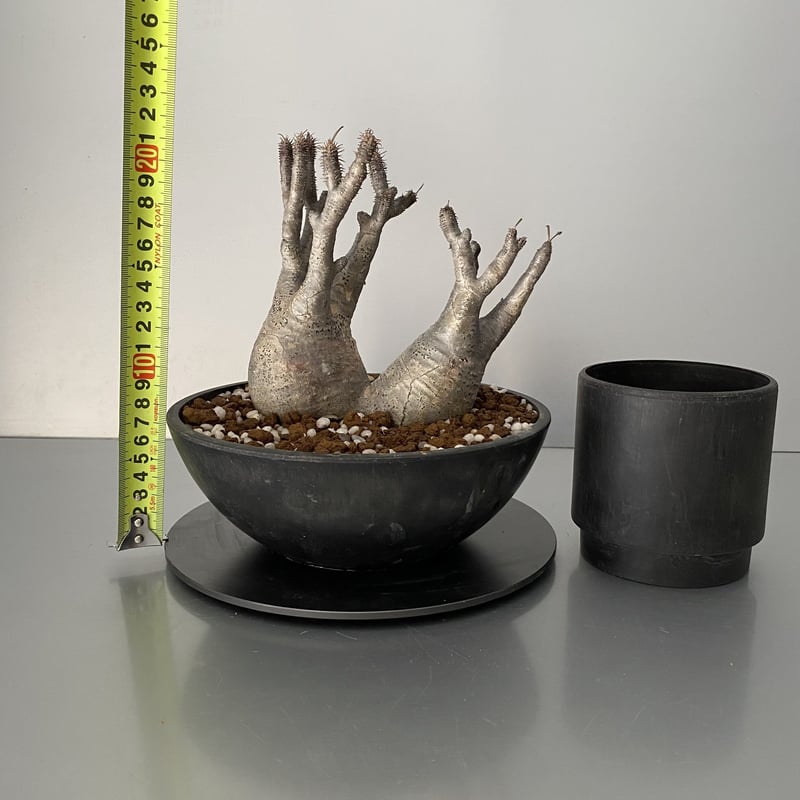 多頭 マルチヘッド グラキリス 現地株 2021年2月輸入 発根管理中 BG