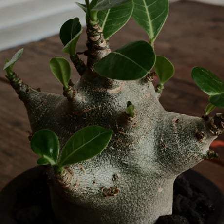 《超人》アデニウム アラビカム " スーパードワーフ " φ6cm［No.10］  ×   沼野秀章 作「 black wrap 」3号 植木鉢 笠間焼
