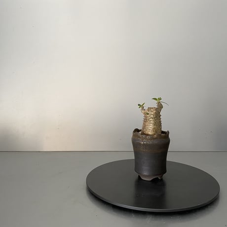 発根済 超チビ マカイエンセ 魔界玉 現地株 BG-144 × S.N.Pot - crown - 2号鉢 ［作家  "根本峻吾"］