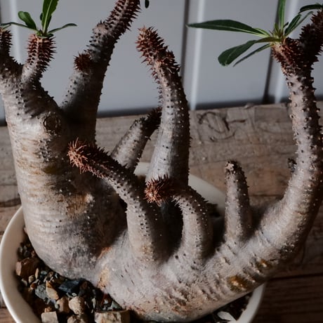マカイエンセ φ15cm - 魔界玉 -［No.91］  ×  坂本新 作【 LUSTER OVERGLAZE - white pearl - 】 5号 植木鉢 笠間焼