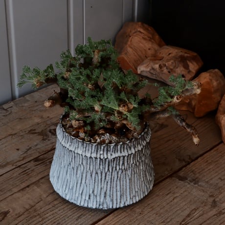 【大株 / w28cm】サルコカウロン ムルチフィズム［No.05］  ×   根本峻吾 作 S.N POT type.cylinder「 月光ノ爪牙」 5号 植木鉢