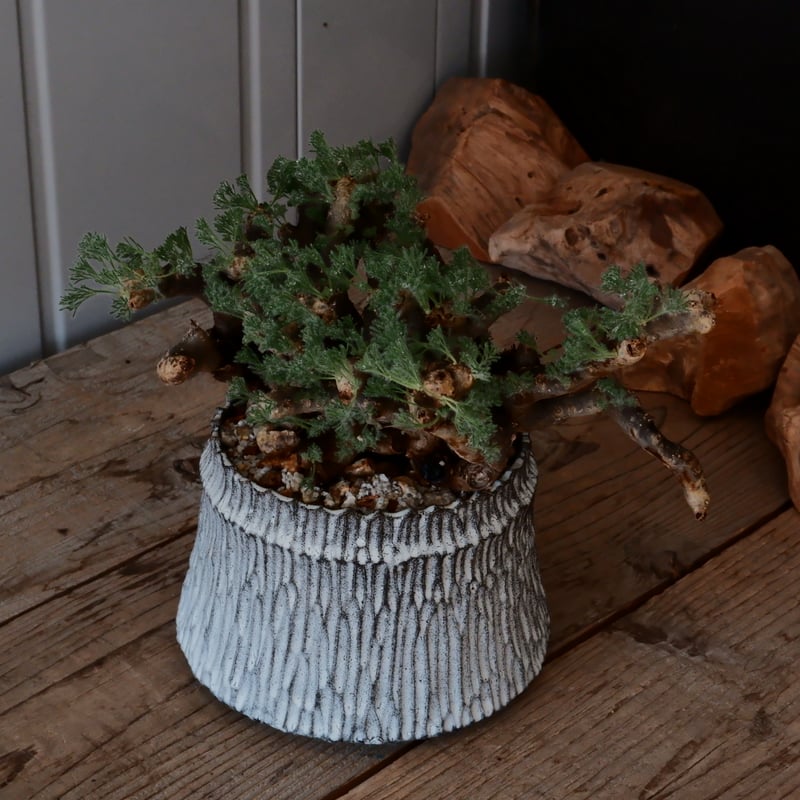 大株 / w28cm】サルコカウロン ムルチフィズム［No.05］ × 根本峻吾 作