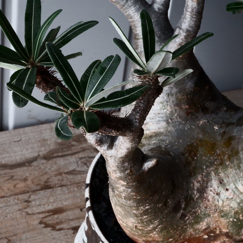 グラキリス 現地球 根本峻吾⁡鉢付き 美株 発根済み 長期管理株 大株