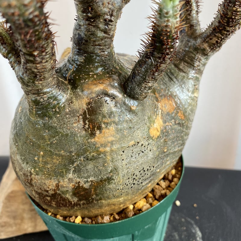 奇形の人面株【グラキリス 中ぶり 発根済 2020年8月輸入 現地株】BH