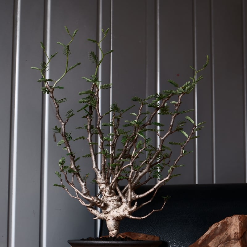 センナ メリディオナリス 輸入株［No.36］ × 與那嶺大輔 作 【 琉球飛