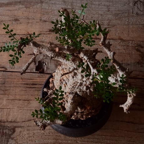 オペルクリカリア パキプス φ 11cm［No.23］  × 磯部祐介 作「 円 - 闇堕ち - "飛び鉋"」4号 植木鉢 笠間焼