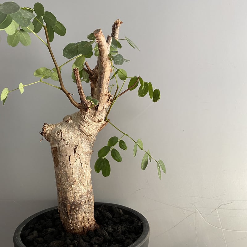 発根済 デロニクス プミラ BDP-09 | Botanical Holic