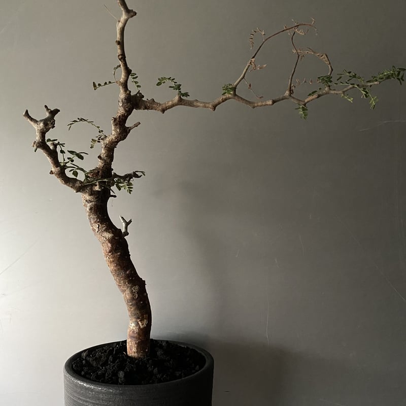 モンストローサ　　発根済 コミフォラ モンストローサ 発根済 現地株 MO-04 | Botanical Holic