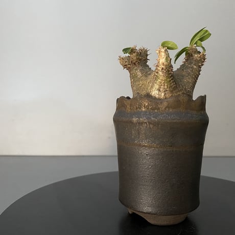 発根済 超チビ マカイエンセ 魔界玉 現地株 BG-137 × S.N.Pot - crown - 2号鉢 ［作家  "根本峻吾"］