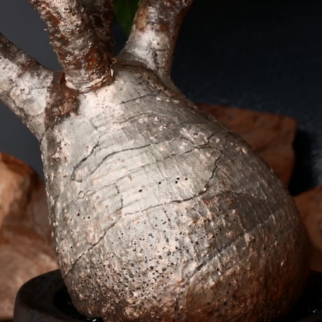 グラキリス φ8cm - 象牙宮 - ［No.30］  ×   沼野秀章 作「 black wrap 」3.5号 植木鉢 笠間焼