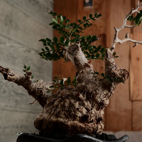 オペルクリカリア パキプス φ8cm ［No.5］  × 沖誠 作「 Spiral 」 シリンダー型 3号 植木鉢