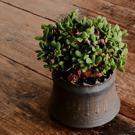 ケラリア ピグマエア［No.26］  ×   根本峻吾 作 S.N POT type.cylinder「 黒焔 」4号 植木鉢 笠間焼