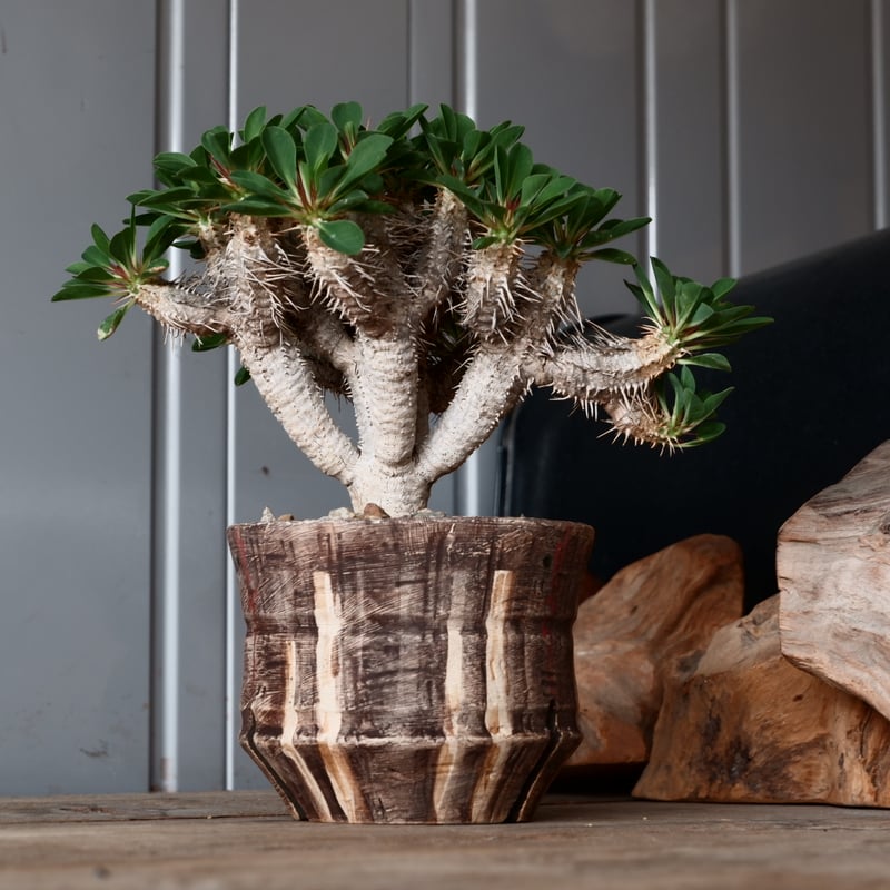 中株 ユーフォルビア ギラウミニアナ 輸入株［No.23］ × 沼野