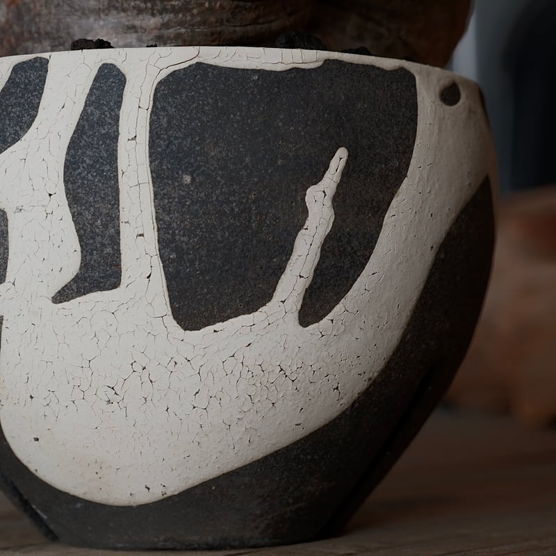 中株 パキポディウム ブレビカリックス 輸入株［No.20］ × 沼野秀章