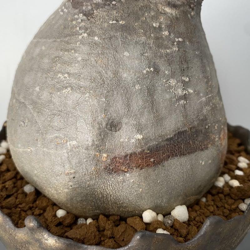 発根済 グラキリス BG-201 × S.N.Pot 