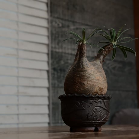 発根済 グラキリス  - 象牙宮 - size M［No.229］  ×  與那嶺大輔 作 「琉球唐草」3号 植木鉢