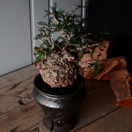 オペルクリカリア パキプス φ 12cm［No.31］  × 沼野秀章 作 【 Black Wrap 】4号 植木鉢 笠間焼
