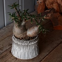 グラキリス 発根済 2020年8月輸入 現地株】BH-C32 ※化粧石付き | Botan