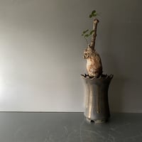 発根済 コミフォラ オルビクラリス SN-20 × S.N.Pot "長鉢 " - crown - 4号鉢 ［作家  "根本峻吾"］