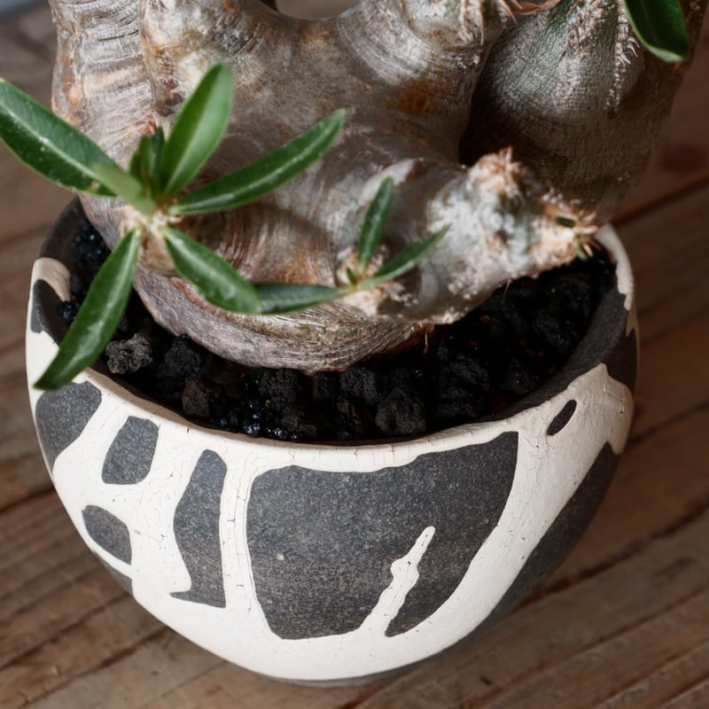 中株 パキポディウム ブレビカリックス 輸入株［No.20］ × 沼野秀章