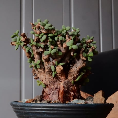 ケラリア ピグマエア 現地株 発根済［No.45］  ×   森田昌求 作 「 CLAW - BORDER -  」 4号 植木鉢 笠間焼