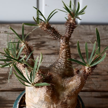 グラキリス φ7.5cm - 象牙宮 -［No.54］  × 磯部祐介 作「 彩 - sai - 」3号 植木鉢 笠間焼