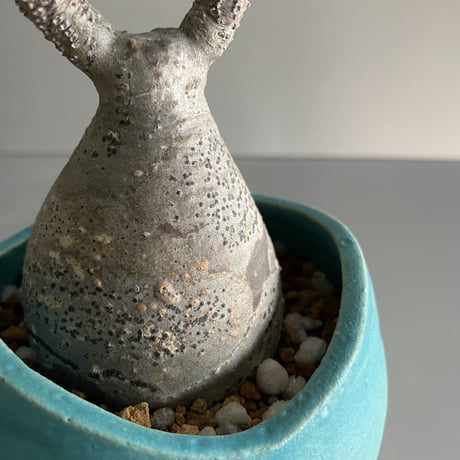 ミニ鬼 Gracilius  ×  Shell pot S「Turquoise blue」 - 笠間焼 - C98
