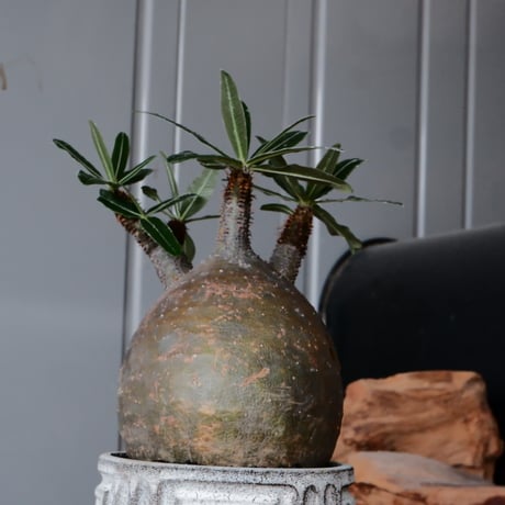 グラキリス φ10cm  - 象牙宮- ［No.35］  ×   根本峻吾 作 S.N POT type.cylinder「 月光ノ鐵」3.5号 植木鉢 笠間焼