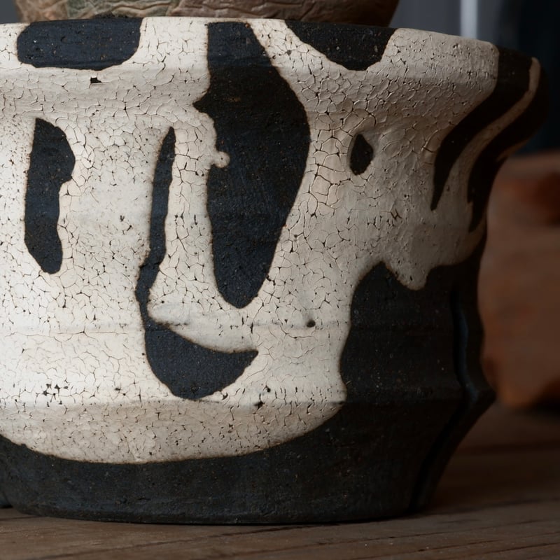 丸株 キフォステンマ ベティフォルメ ナローリーフ ソマリア産 輸入株