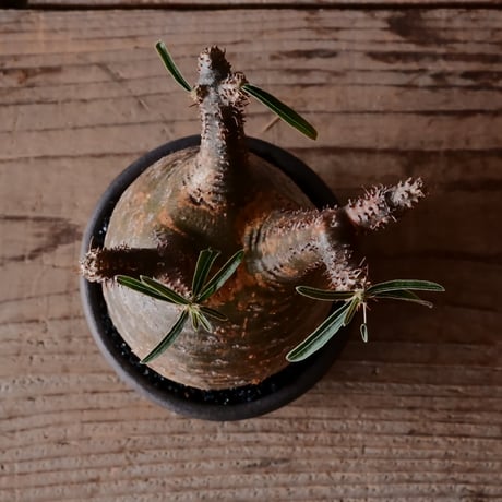 グラキリス φ8cm - 象牙宮 -［No.51］  ×    與那嶺大輔 作 「琉球飛び鉋」3号 植木鉢