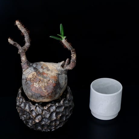 発根済 グラキリス - 象牙宮 - size L ［No.15］  ×  松野然 作  琉球 植木鉢