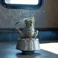 【国内実生】パキポディウム・ホロンベンセ［No.02］× 坂本新 作 作品【  LUSTER GREY 】3号 植木鉢 笠間焼