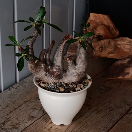 マカイエンセ φ15cm - 魔界玉 -［No.91］  ×  坂本新 作【 LUSTER OVERGLAZE - white pearl - 】 5号 植木鉢 笠間焼