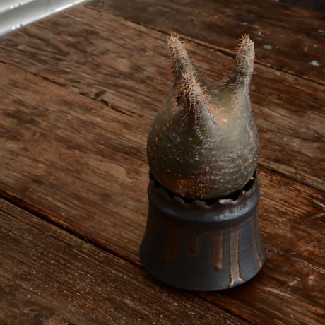 グラキリス - 象牙宮- ［No.168］  ×   根本峻吾 作 S.N POT type.cylinder「 黒焔 - kokuen - 」3号 植木鉢 笠間焼