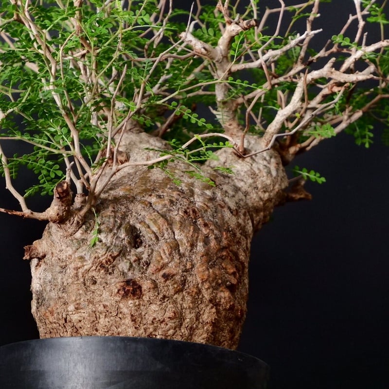 オペルクリカリア パキプス　大 オペルクリカリア パキプス-OP35 | Supervoid Caudex