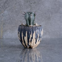 ユーフォルビア  ホリダ No.11  × 【新作】S.N.Pot " jupiter " - crater type -  3号鉢［作家 根本峻吾 ］