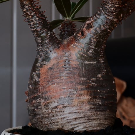 グラキリス φ7.5cm - 象牙宮 - ［No.01］  ×   沼野秀章 作「 black wrap 」3号 植木鉢 笠間焼