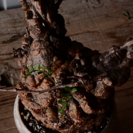 オペルクリカリア パキプス φ 11cm［No.28］  × 杉山悠 作 3号 植木鉢 笠間焼