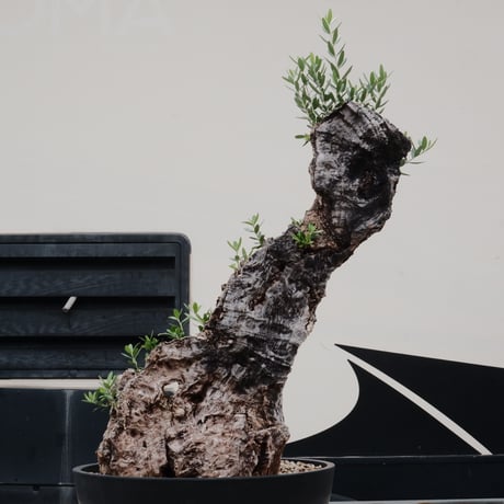 Old Olive 古木オリーブ［No.20］× 12号皿鉢 (φ36cm)