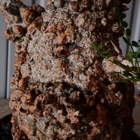 オペルクリカリア パキプス φ 11cm［No.23］  × 磯部祐介 作「 円 - 闇堕ち - "飛び鉋"」4号 植木鉢 笠間焼