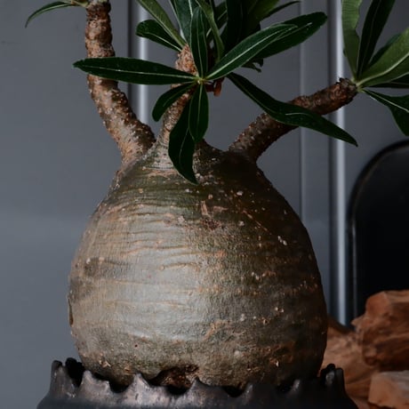 グラキリス φ11cm  - 象牙宮- ［No.36］  ×   根本峻吾 作 S.N POT type.cylinder「 鐡 - 黒焔 - 」4号 植木鉢 笠間焼