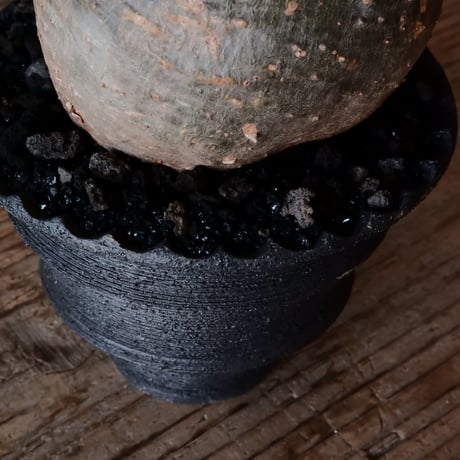 グラキリス φ9.5cm  - 象牙宮 -［No.219］  × 沖誠 作「 Narrow Border / round 」 3号 植木鉢 笠間焼