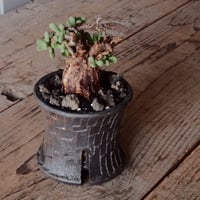 ケラリア ピグマエア 現地株 発根済 ［No.41］  ×   沼野秀章 作「 black wrap 」2.5号 植木鉢 笠間焼