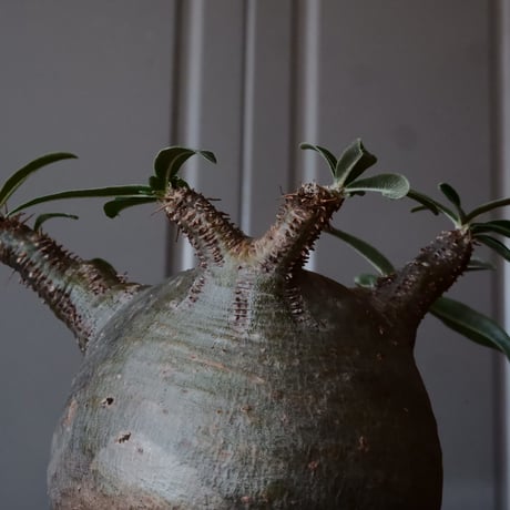グラキリス φ8cm - 象牙宮 - ［No.06］  ×   沼野秀章 作「 black wrap 」3号 植木鉢 笠間焼