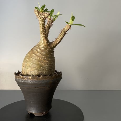 【 綴化 セッカ 】発根済 グラキリス 現地株 BG-129 × S.N.Pot - crown - 4号鉢 ［作家  "根本峻吾"］