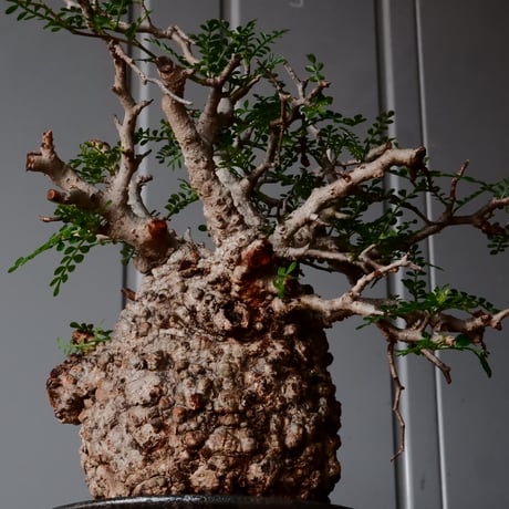 オペルクリカリア パキプス φ 12cm［No.31］  × 沼野秀章 作 【 Black Wrap 】4号 植木鉢 笠間焼