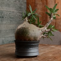 グラキリス L - 象牙宮 -［No.192］  ×  磯部祐介 作「 瓦 - kawara -  闇堕ち 」5号 植木鉢 笠間焼