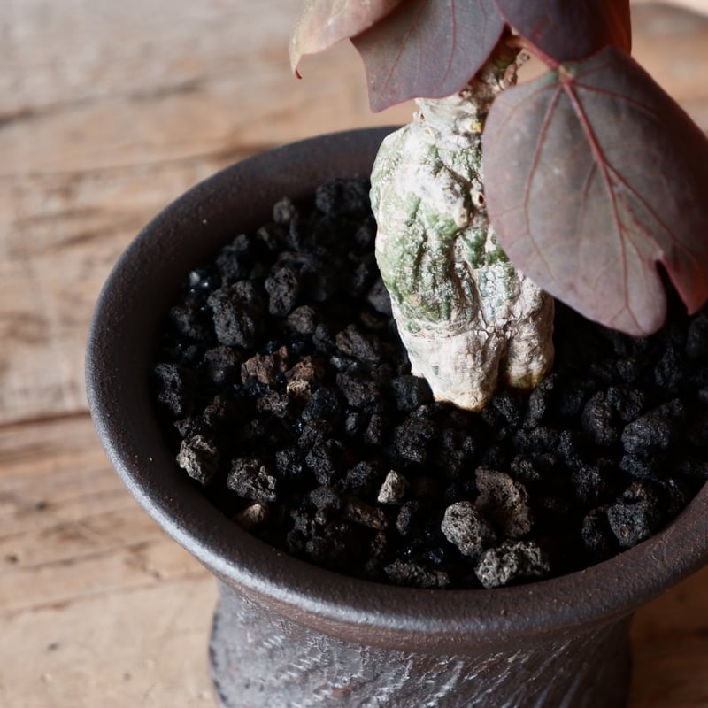 アデニア ステイローサ 輸入株［No.32］ × 與那嶺大輔 作 【 琉球飛鉋