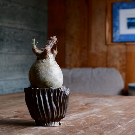 新里竜子さん　やちむん　植木鉢　ゴールド fit=scale-down,w=1200